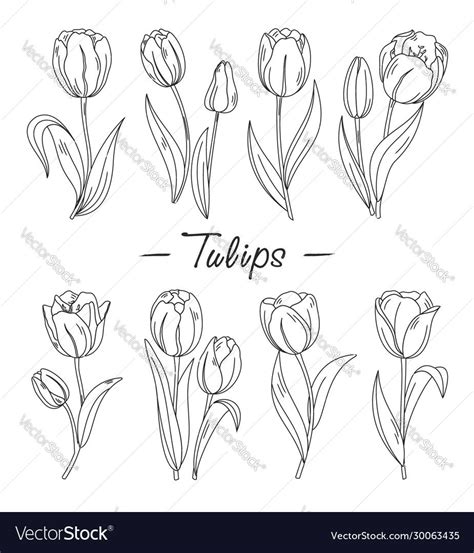 tulip outline|Tulip Outline Vectors & Illustrations for Free Download 